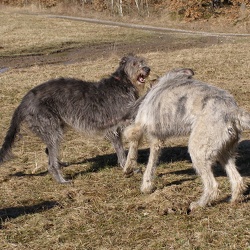 Pejškov